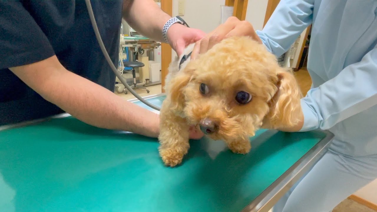 大嫌いな注射に震えながら我慢するトイプードル