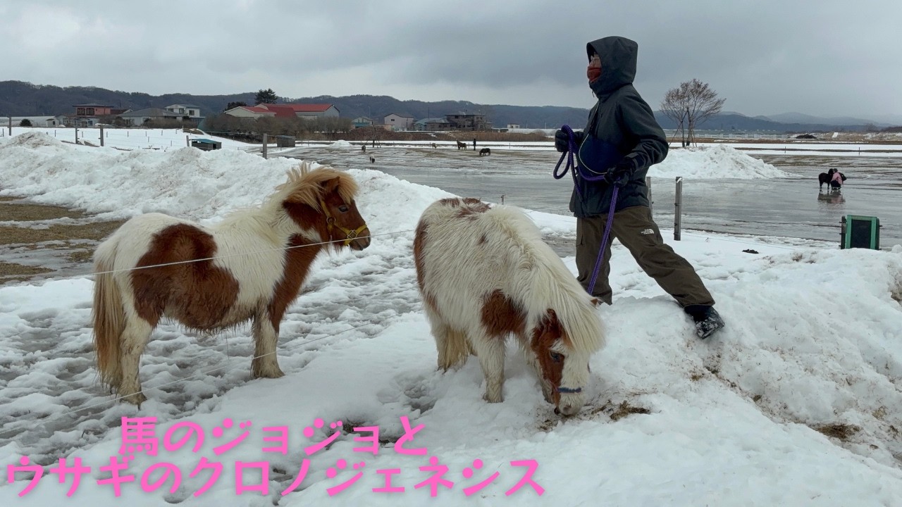ジョジョと飼い主のいつもの日常