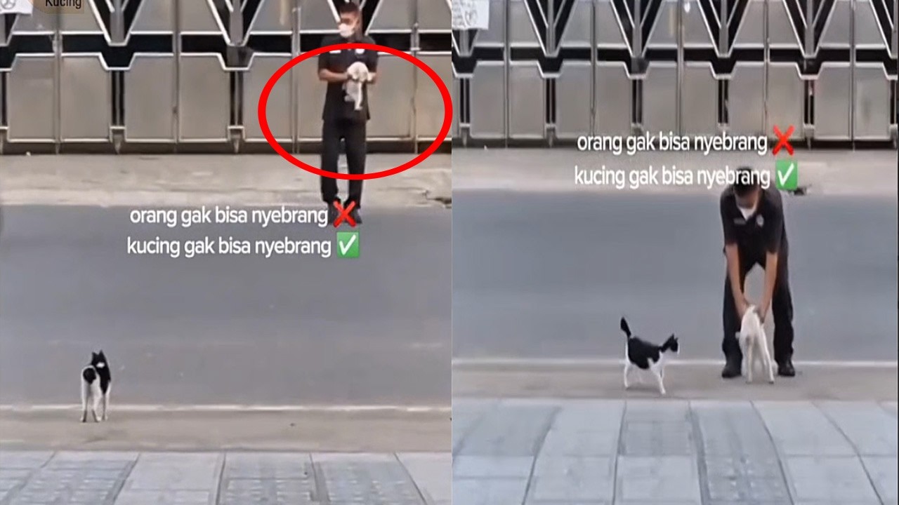 TAHAN NGAKAK! kucing bisa minta tolong pak satpam minta sebrangin di jalan/Kompilasi Kucing Lucu