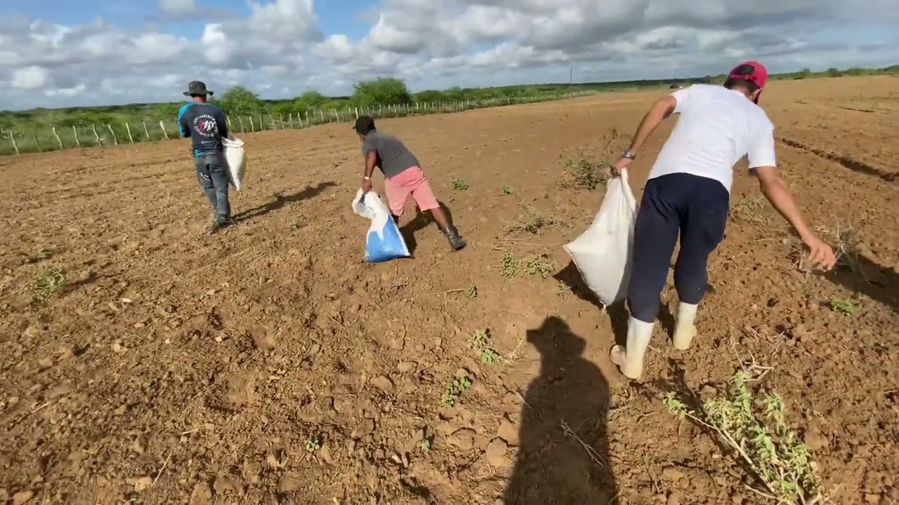 Plantio de capim buffel