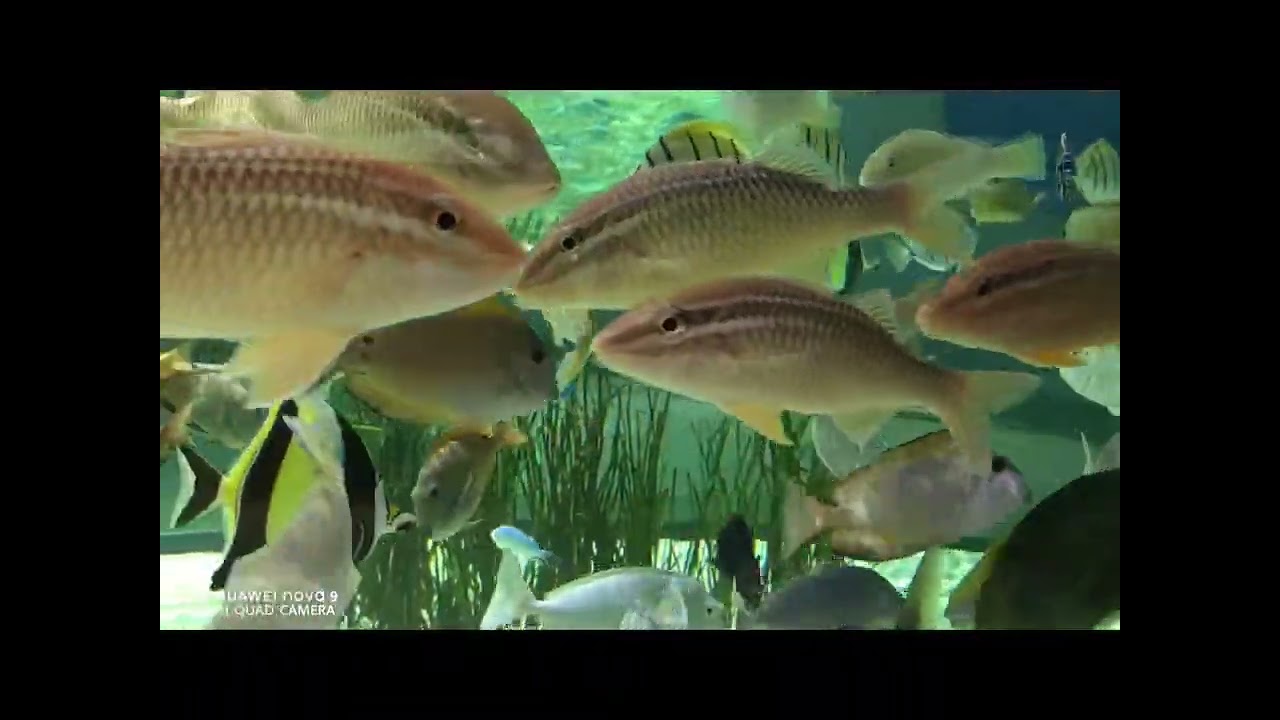 Odysseo. Oceanum Ile Maurice. visite complète. 4K.