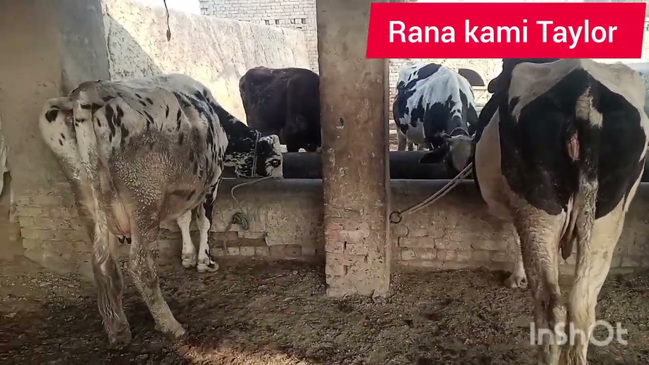 Catil form vlog Pakistan Zinda Baad ustad Rana kami Taylor 