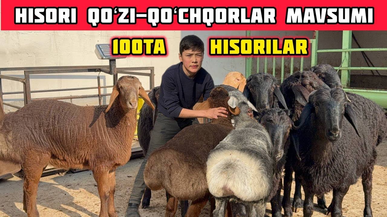 100ta Hisori Barralar 3.8mlndan,Narxlar Arzonladi Hamma Koʻrsin