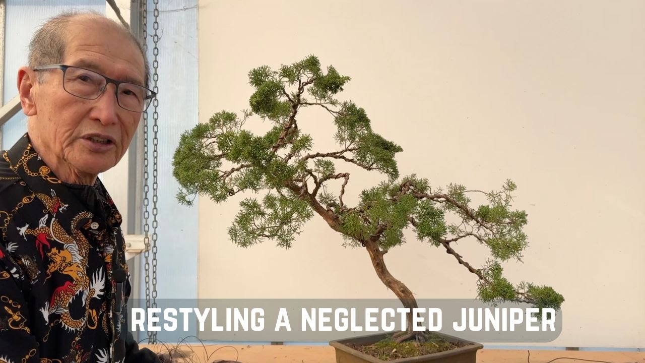 Restyling a Neglected Juniper