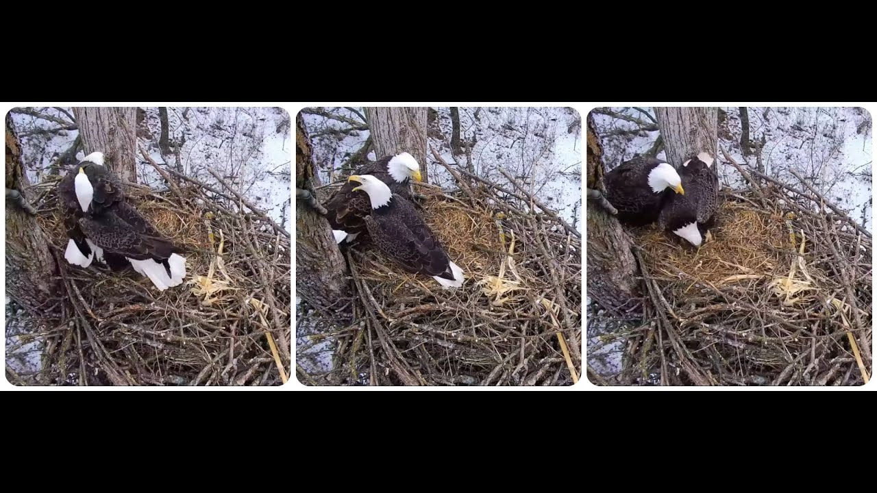 The anxious DNF 10.02.2026 Explore Live Nature Cams Decorah Eagles - North Nest - 4k