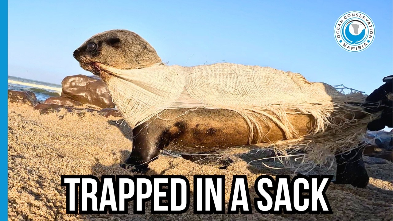 Heartbreaking Rescue: Seal Pup Entangled in Packaging Sack