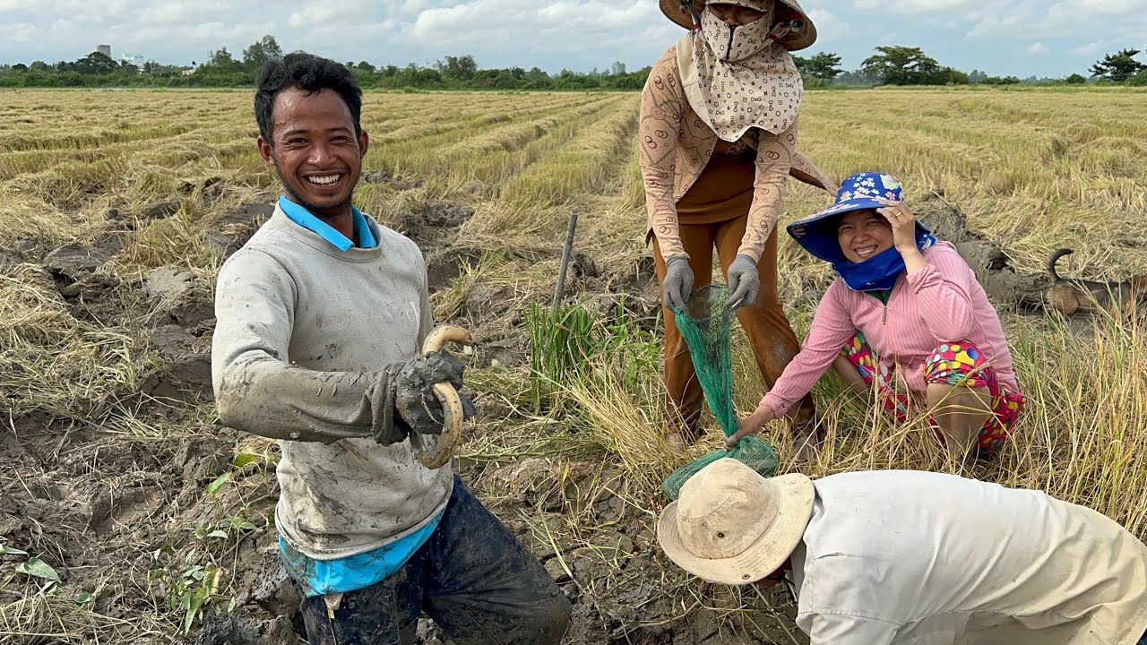 Lươn đồng nấu canh chua dưa cải Đào hang bắt chuột Bắt lươn Săn bắt trên đồng