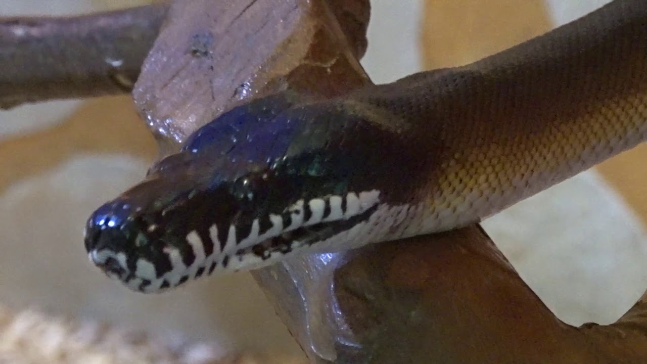 Le Python a l&egrave;vres blanches ou Liasis albertisii est un serpent  de Papouasie  Nouvelle Guin&eacute;e