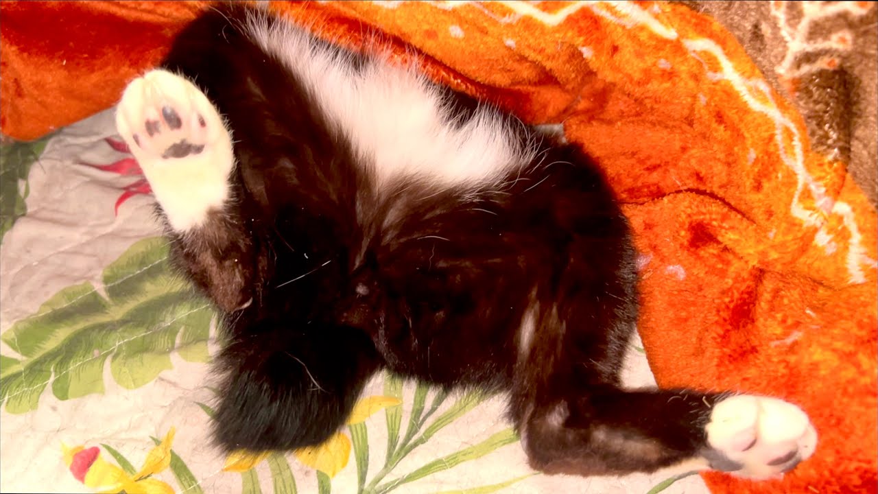 Кошка потеряла сознание под котацу