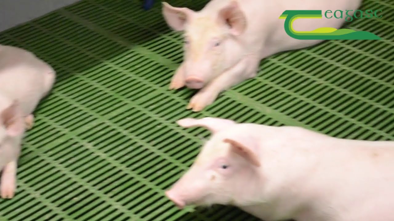 Teagasc Pig Development Department Skills Series - Pig Inspection