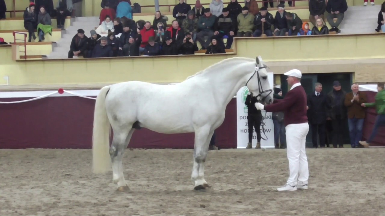 ogier ALGER rasa śl ur.  2010 (NEFRYT x HUTOR)