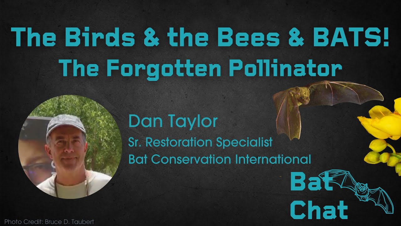 The Birds & the Bees & BATS- The Forgotten Pollinator