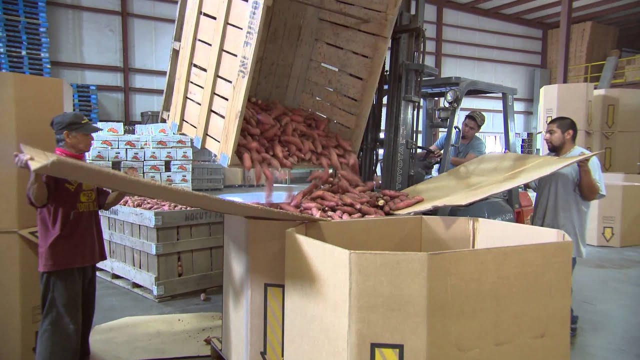 Sweet Potatoes Production - Triple J Produce