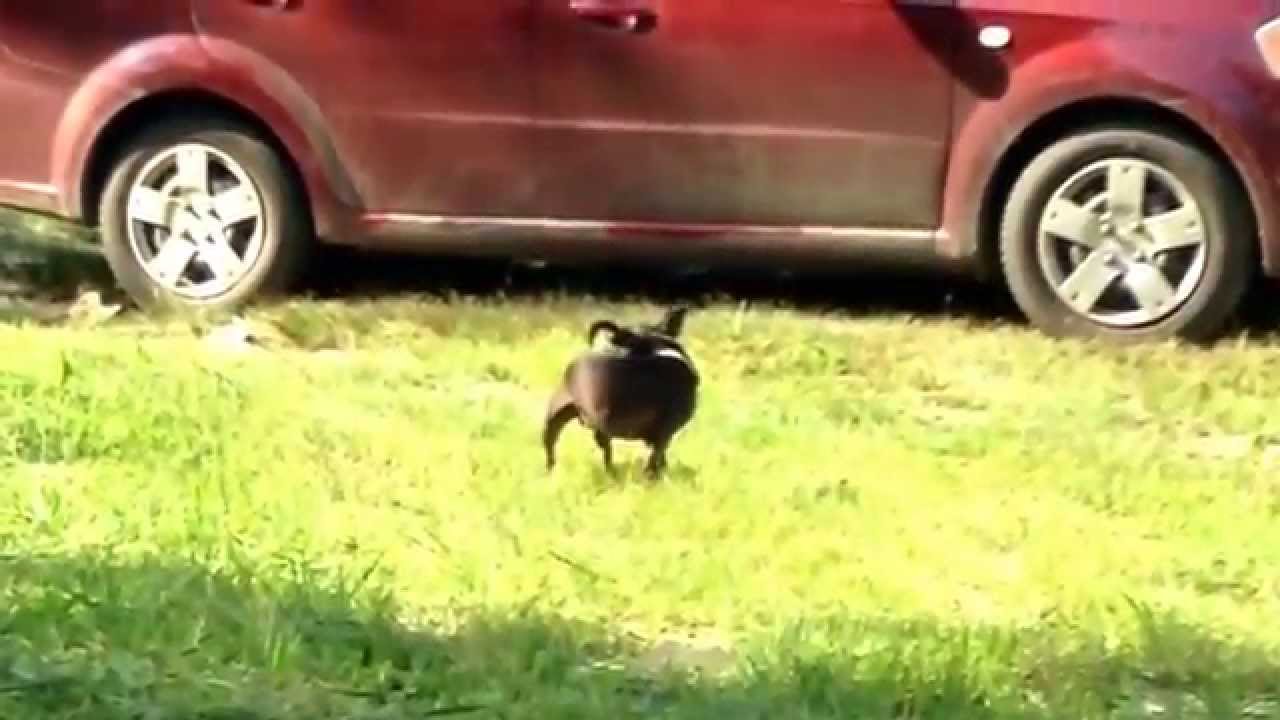 Taco's unexpected video . . .