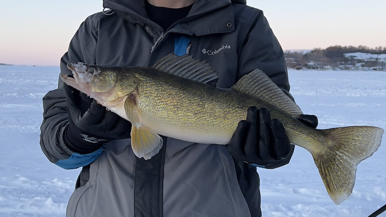 First walleye ice fishing in 2022 | Last Mountain Lake Saskatchewan (Garmin Livescope)