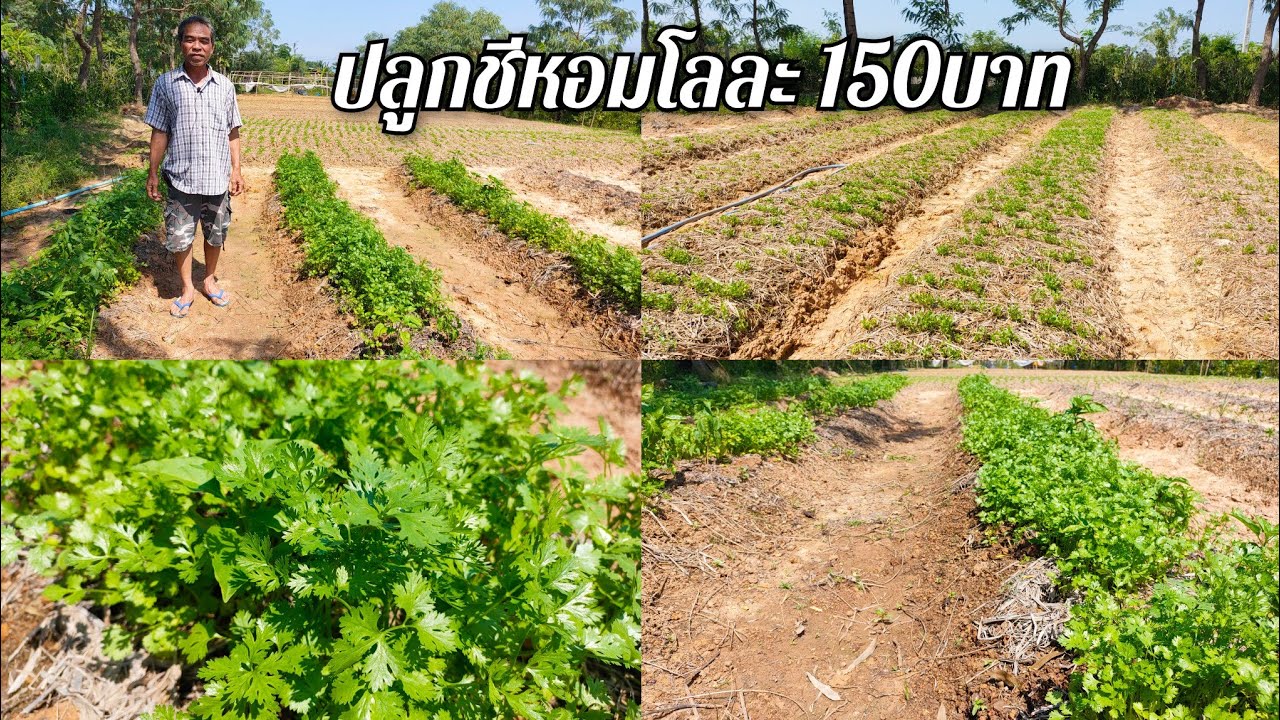 ปลูกผักชีหอม ขายดี ราคาดีหน้าปลายฝนต้นหนาว  รีบปลูก แนะนำให้ปลูก โลละ150บาท ตลาดต้องการสูง