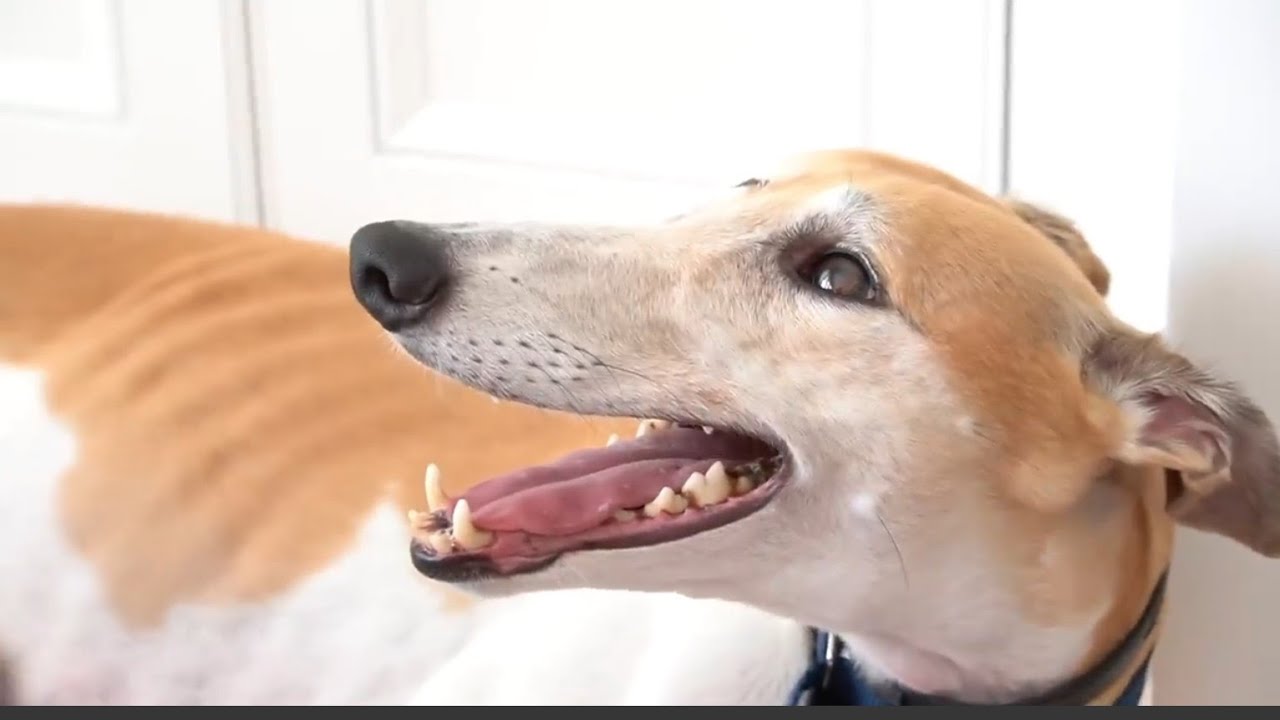 Bunny being a cute little nugget for 4 minutes straight - Jenna Marbles edit