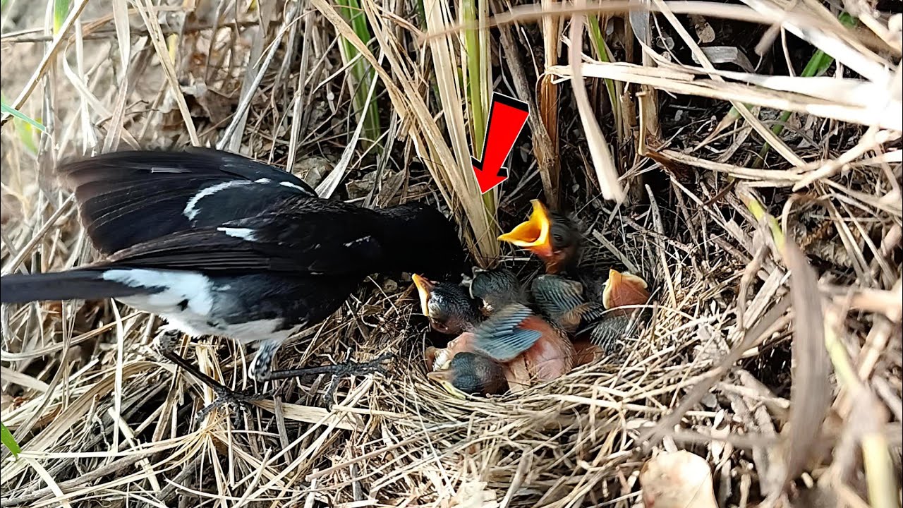 Familiar chat bird babies are growing up @onlybirds107