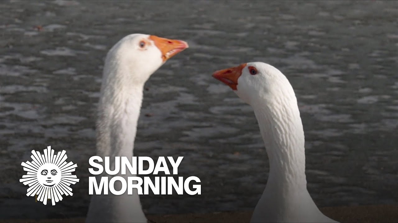 A geese love story