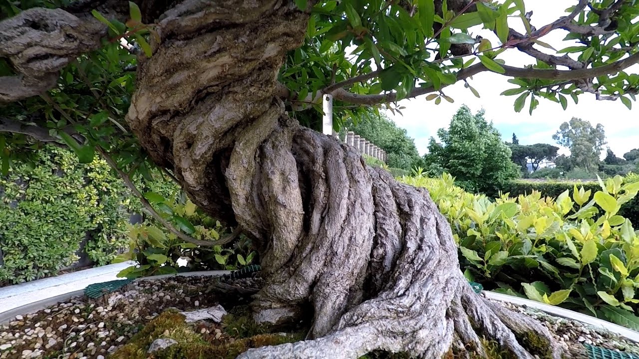Colección Bonsai - Real jardín botánico - Madrid