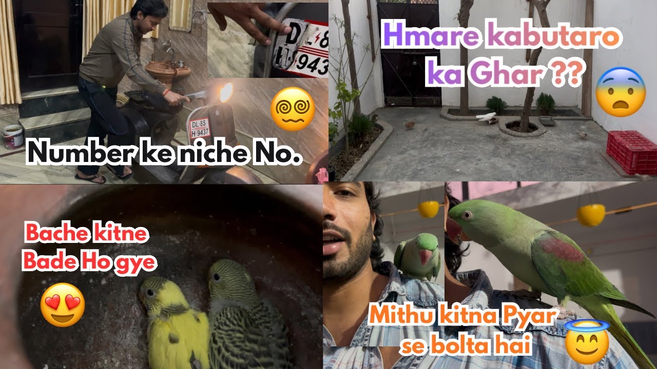 Kabutaro ka cage kha chla gya 😰!! Half kick start chetak 🤩!! #birds #pets #pet #animals #animal #dog