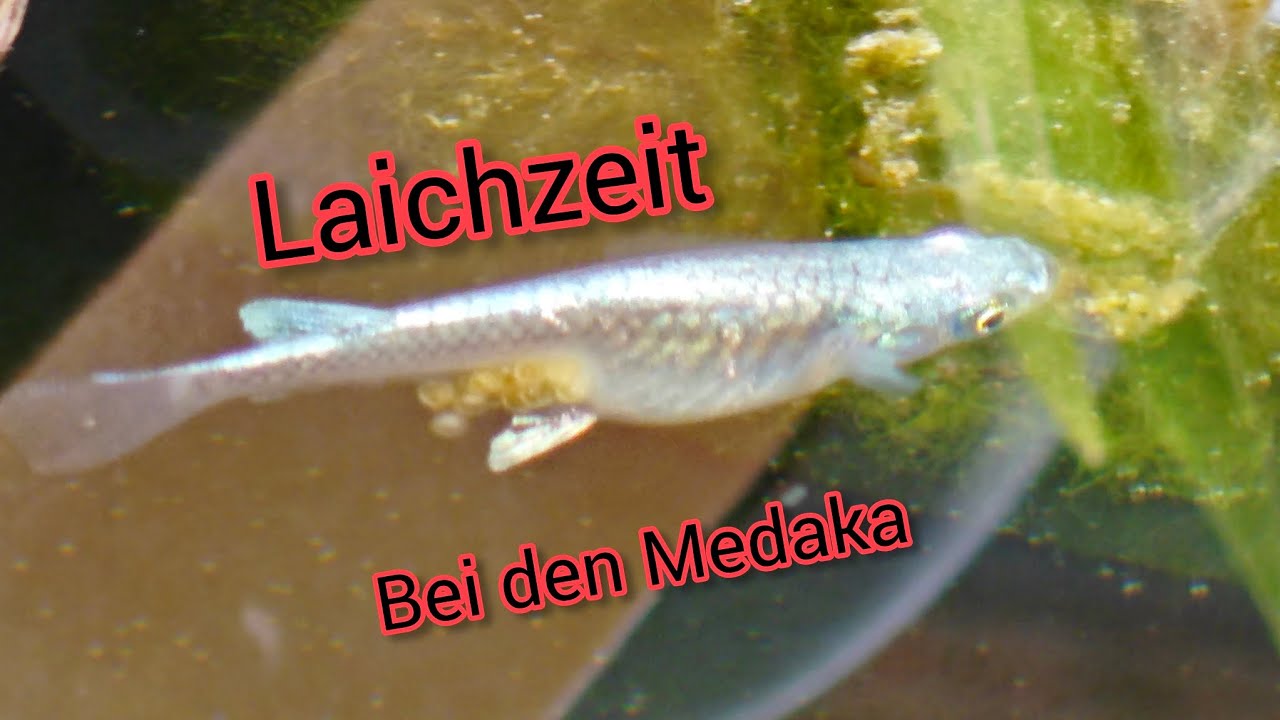 Frohe Ostern - Laichzeit bei den Medakas