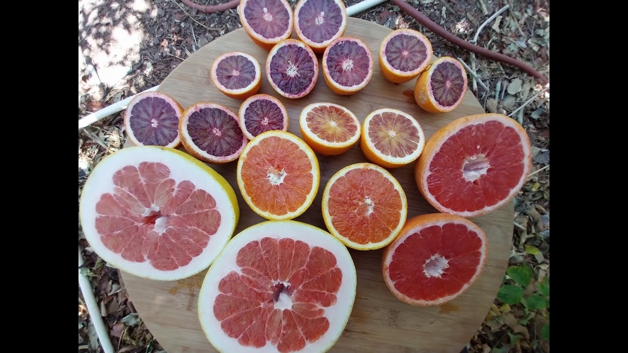 How to grow RED citrus fruit !