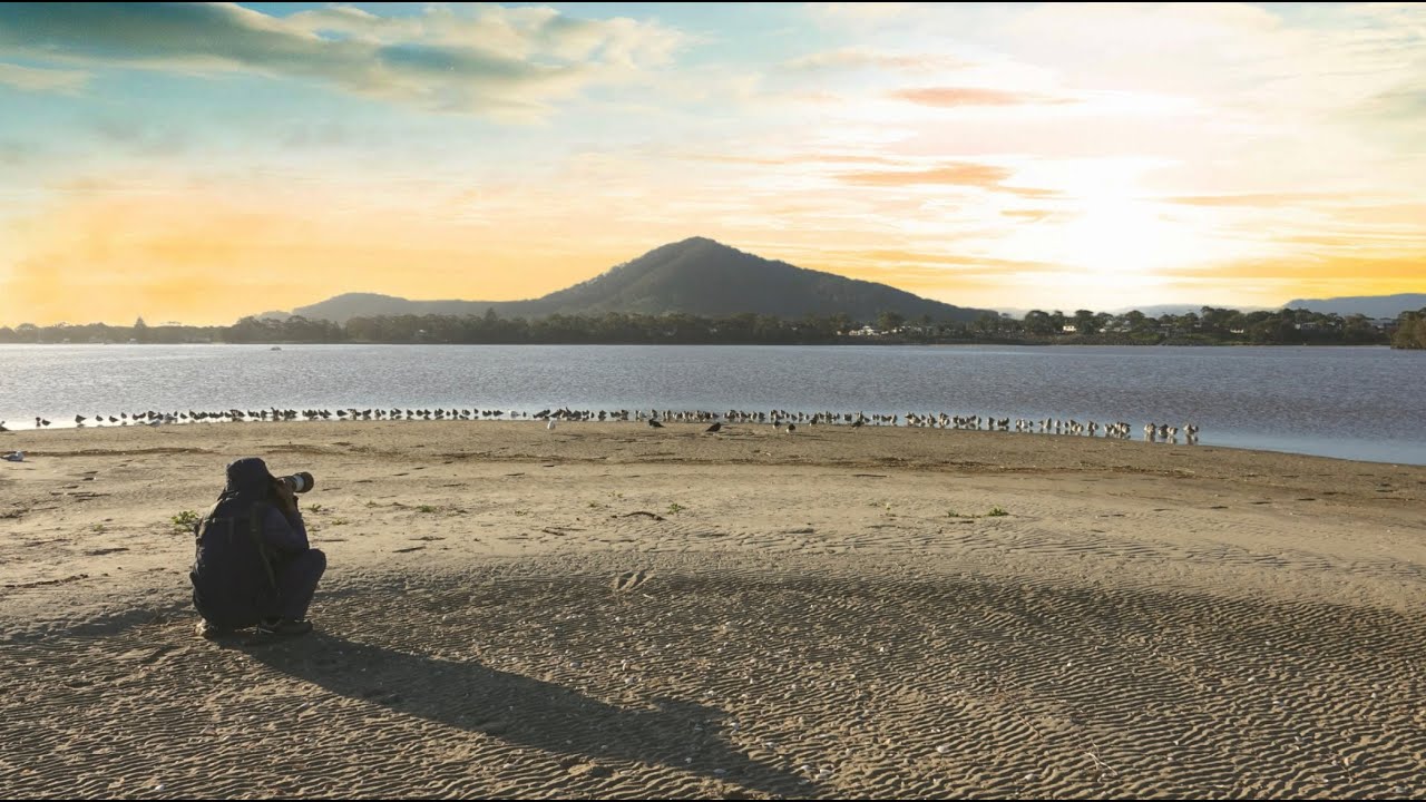 Shoalhaven Heads, an international airport of birds