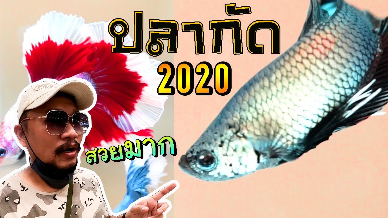งาน Plakadthai Competition 2020 ตลาดปลาฟิชวิลเลจ ราชบุรี