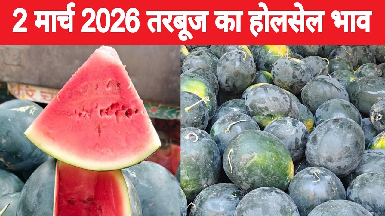 तरबूज का थोक भाव | Summer fruit |Today watermelon price | Summer fruit very cheapest price #mandi