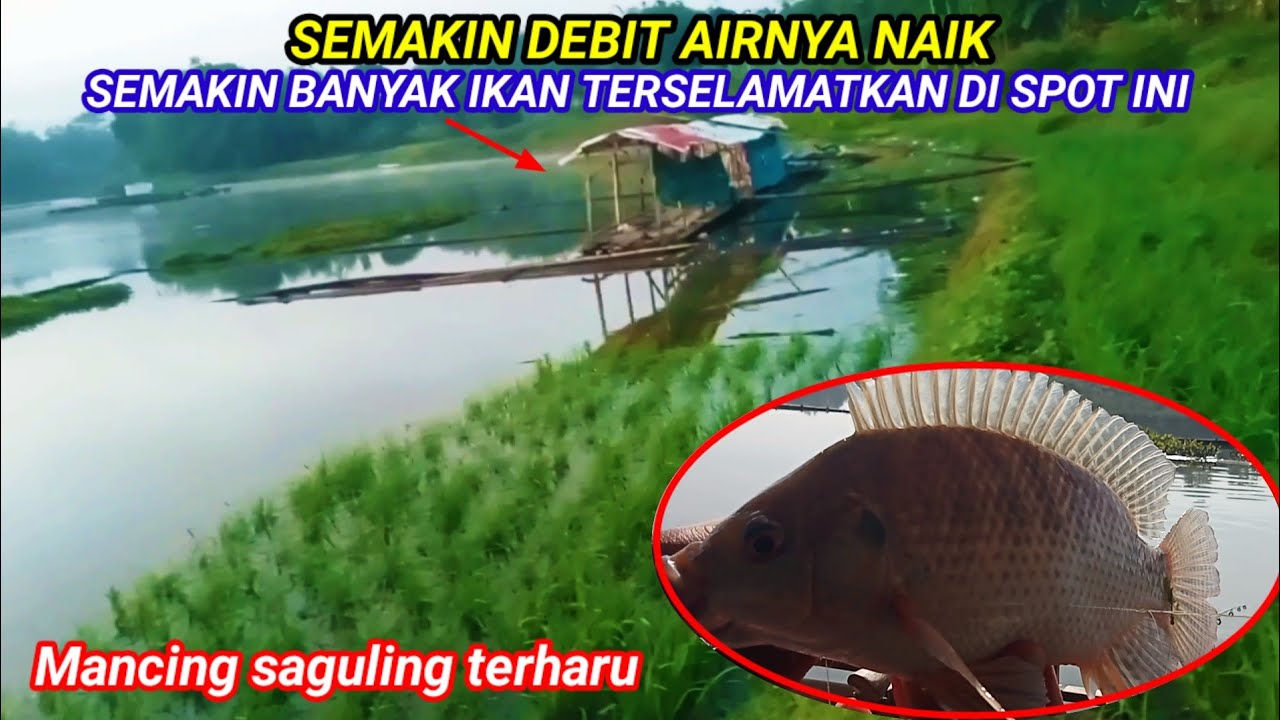 DEBIT AIR NAIK SEMAKIN BANYAK IKAN NILA TERSELAMATKAN DI SPOT INI || MANCING SAGULING TERBARU 2025