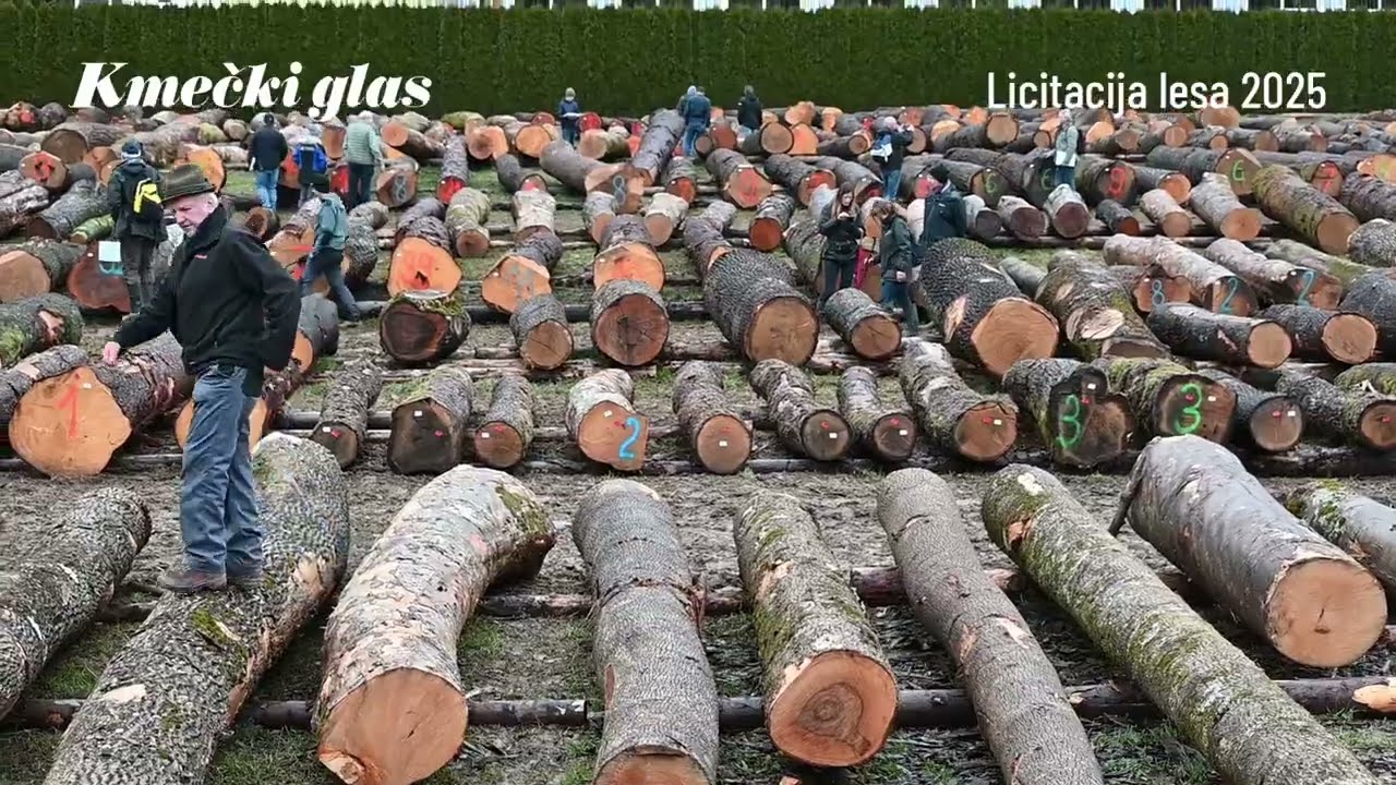 Slovenj Gradec: Dražba vrednega lesa 2025