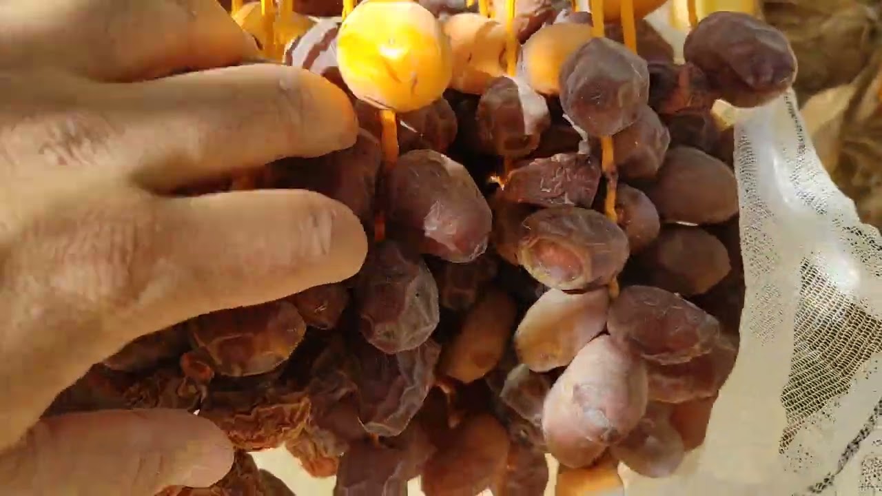 للبيع بعقد ابتدائي بالواحات البحريه ٢٠ فدان نخل صعيدي عمر ١٠ سنوات ت واتس  ٠١٠١٢٠٨٨٨١٠