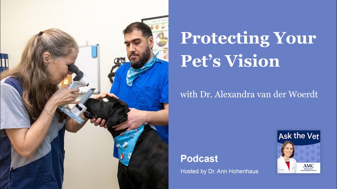 Protecting Your Pet's Vision with Dr. Alexandra van der Woerdt, Service Head of Ophthalmology at AMC