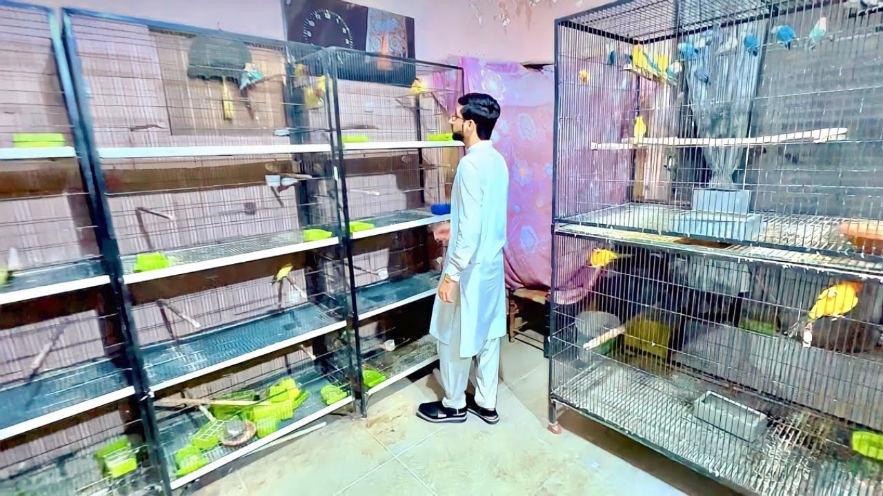 Visit Mian Ahmad LoveBirds Breeding Setup|| Birds Farming| LoveBirds Farming Business| Business idea