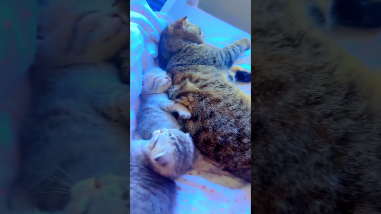 #cat #pet #cute #youtubeshorts #tiktok #sleep