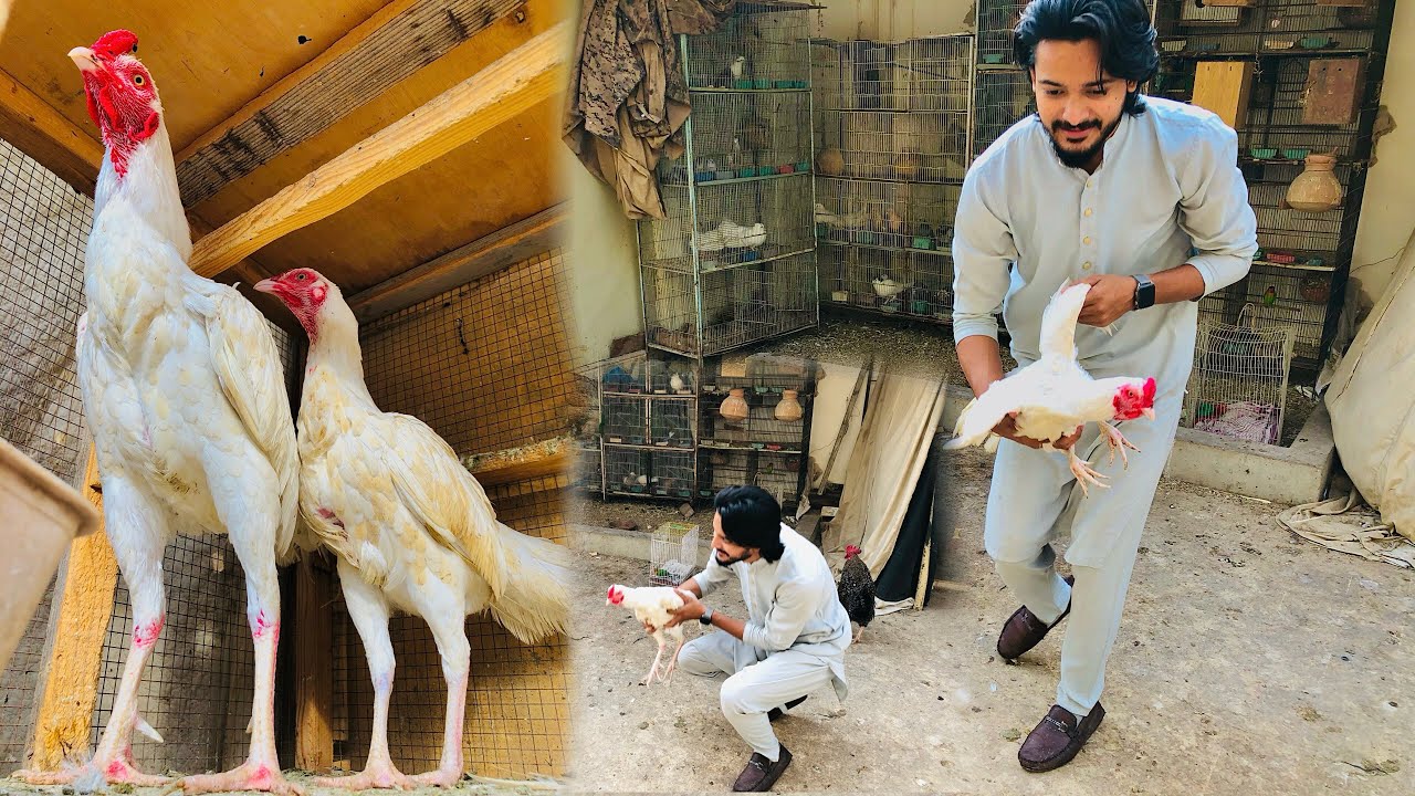 Fighter Heera Aseel Murga Nh Mila🥺 Top Quality Heera Aseel Murga😍 Love Birds Ka Khoon Nikal Dia