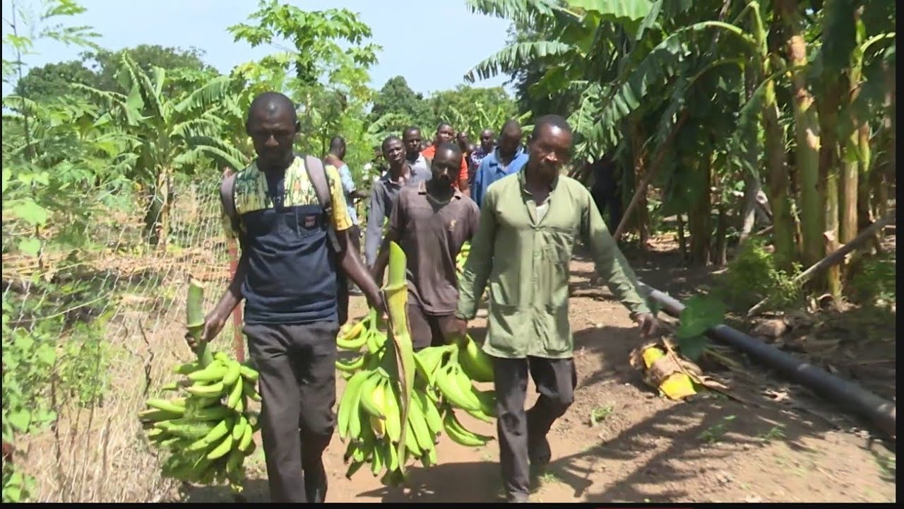 Burkina Faso : Première récolte de banane plantain, communément appelée 