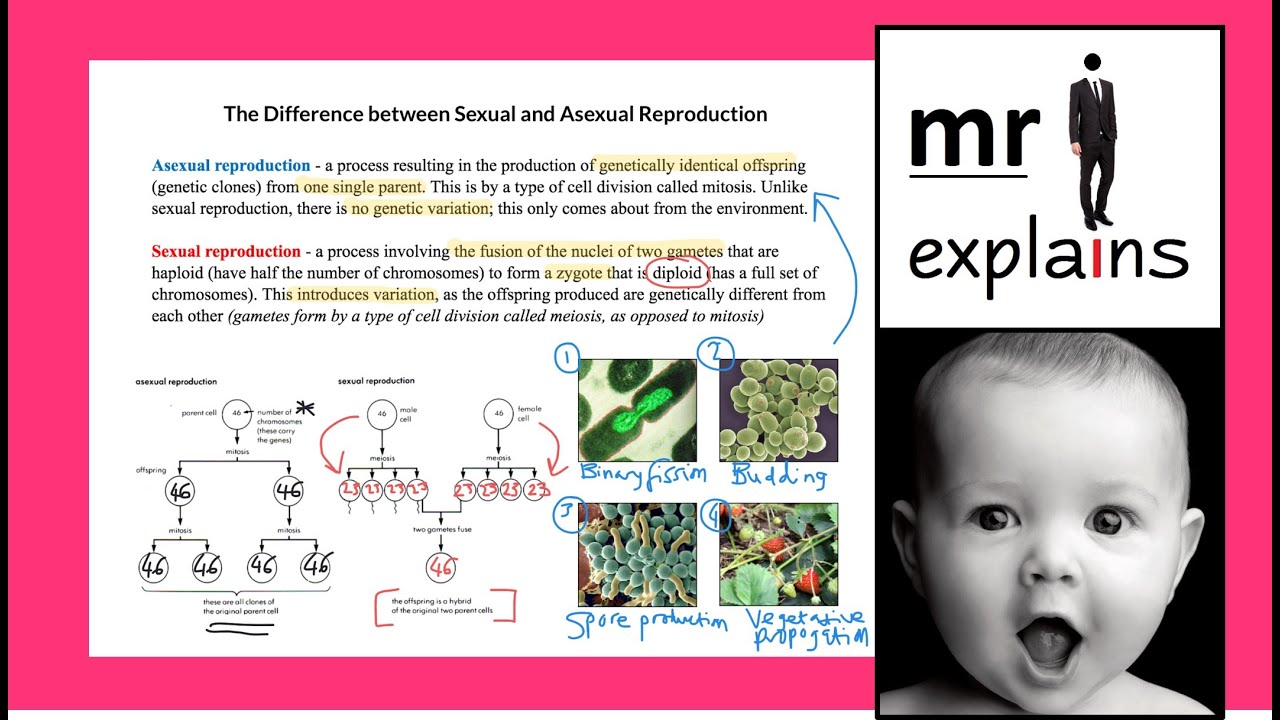 mr i explains: The Difference between Sexual and Asexual Reproduction