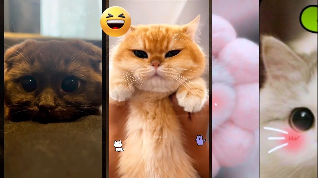 Cat Lover 😅 Favorite Friends 🐈‍⬛ #FunnyCats Part 4138