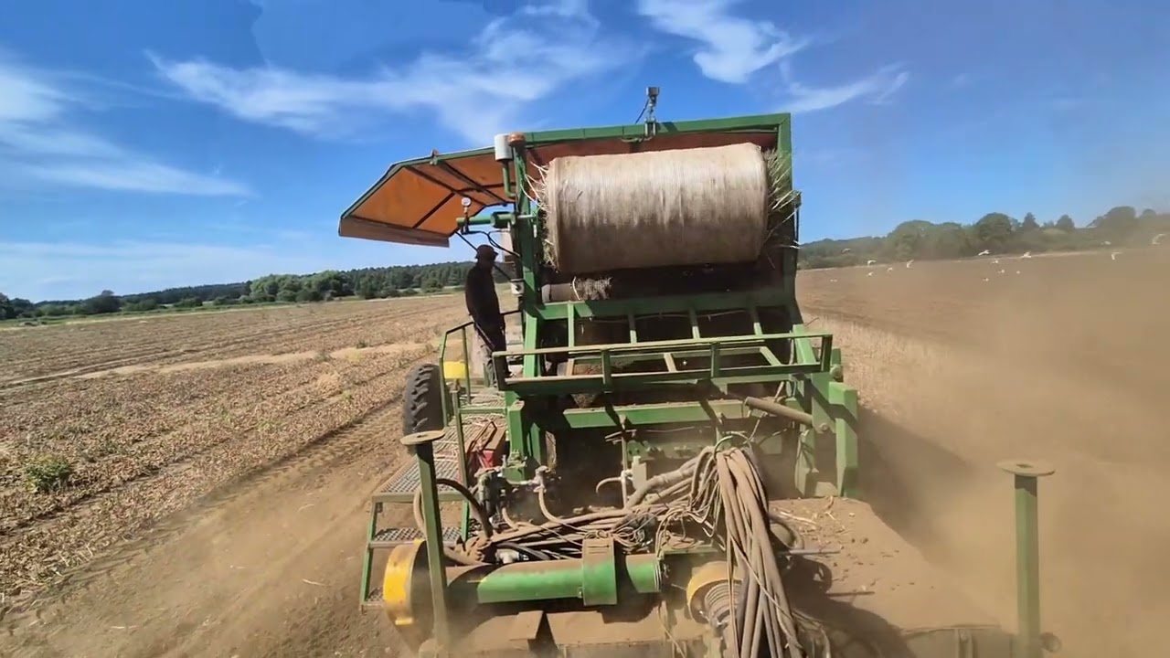 British Tulip Harvesting 2025