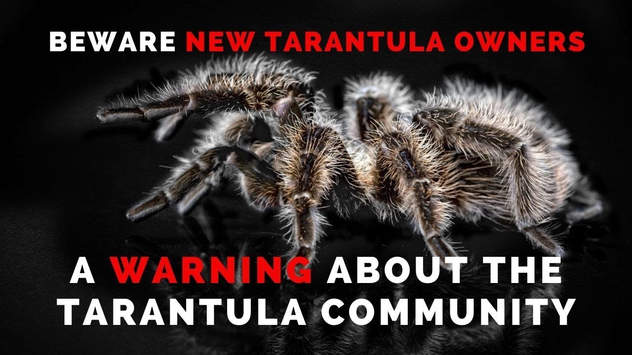 Beware New Tarantula Owners: A Warning About The Tarantula Community