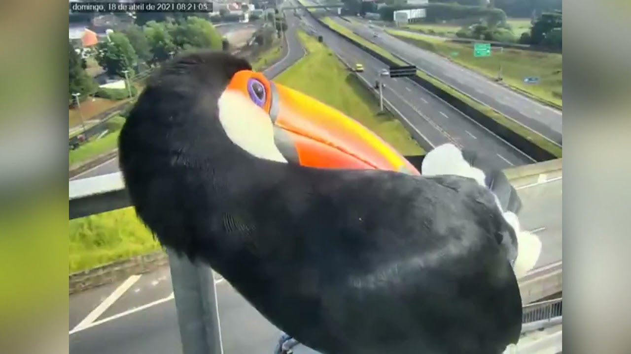 Curious Toucans Try To Eat Traffic Camera