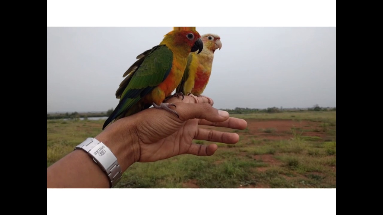 sun conure & pineapple conure free flight