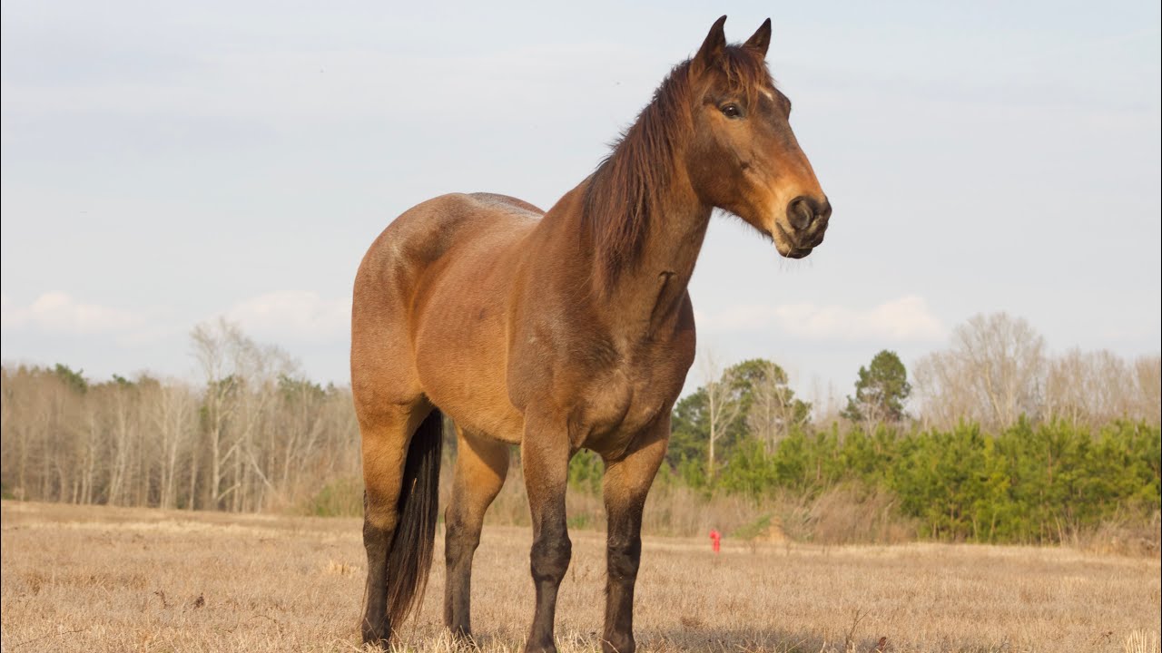 Family Safe Gelding — Bourbon | Quiet, Easy, and Broke