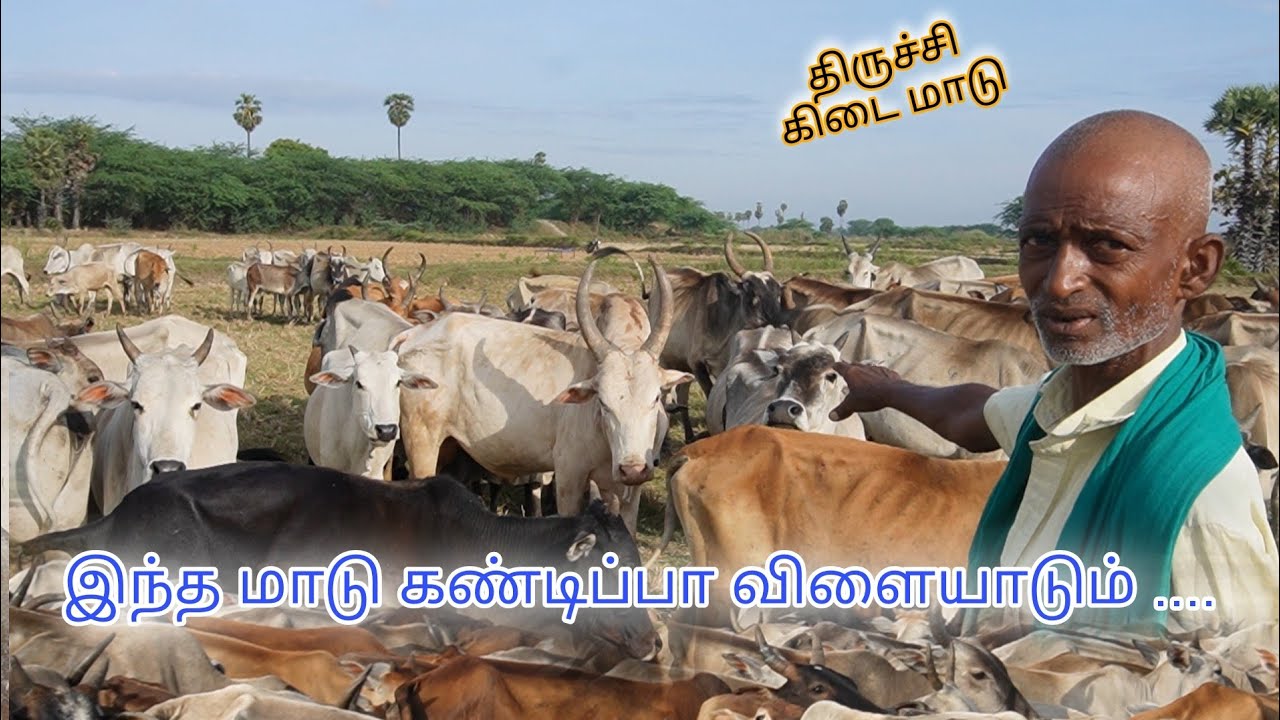 ஒரு கன்றின் விலை 25000 😧😧/திருச்சி கிடை மாடுகள் ‌@paayumkaalai