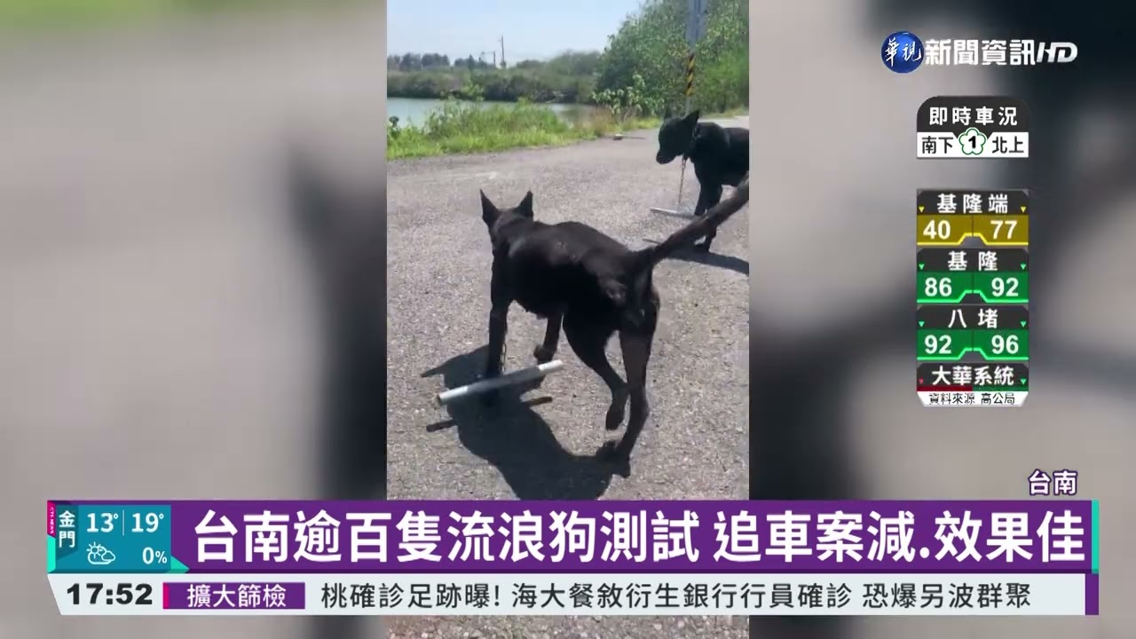 狗追車咬人頻傳 台南動保處祭