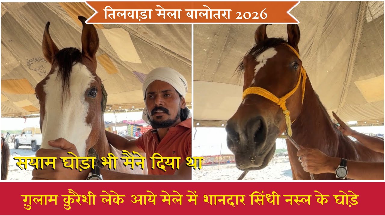 Ghulam Qureshi brought magnificent Sindhi breed horses to the fair. Tilwara fair. Balotra fair 2026