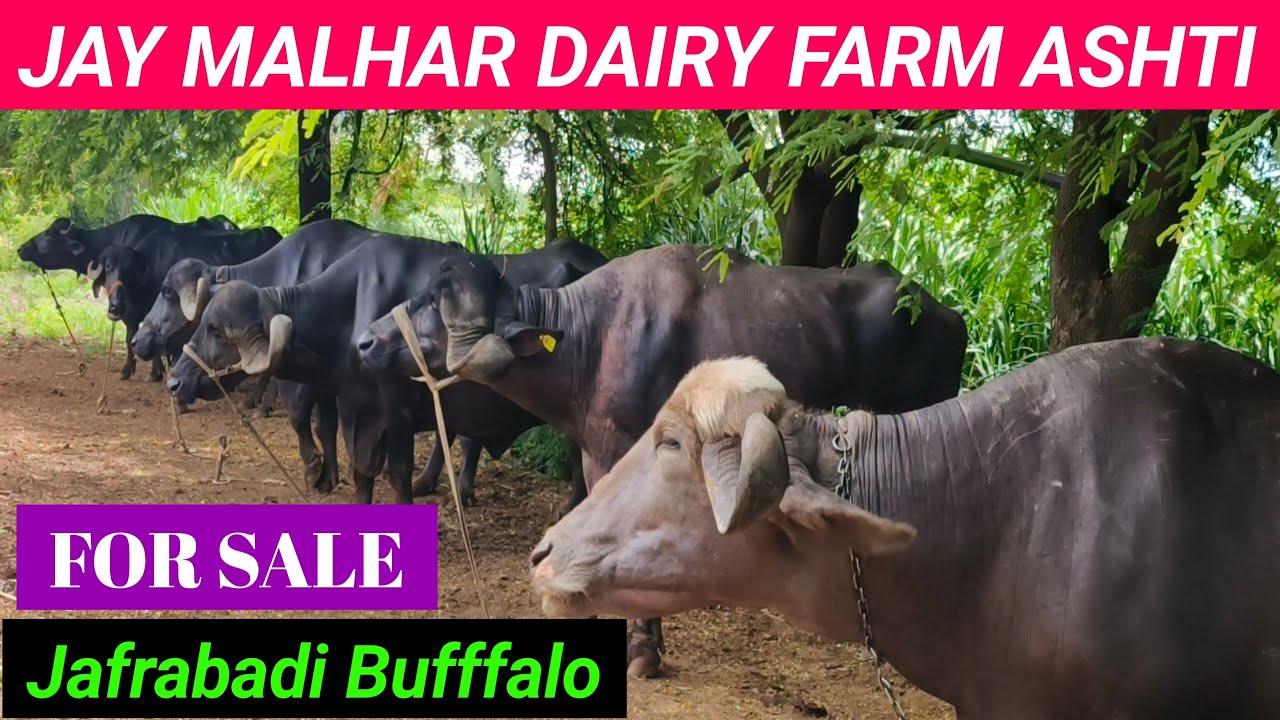 Jafrabadi Buffalo Dairy Farm Maharashtra || jafrabadi buffalo for sale in Maharashtra #jafrabadi 👍🔴🔴