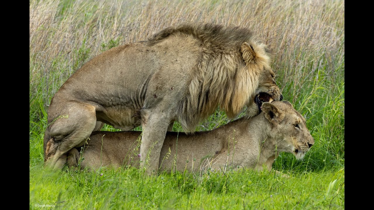 Film 4k Niani Lodge Afrique du Sud/Zone Australe